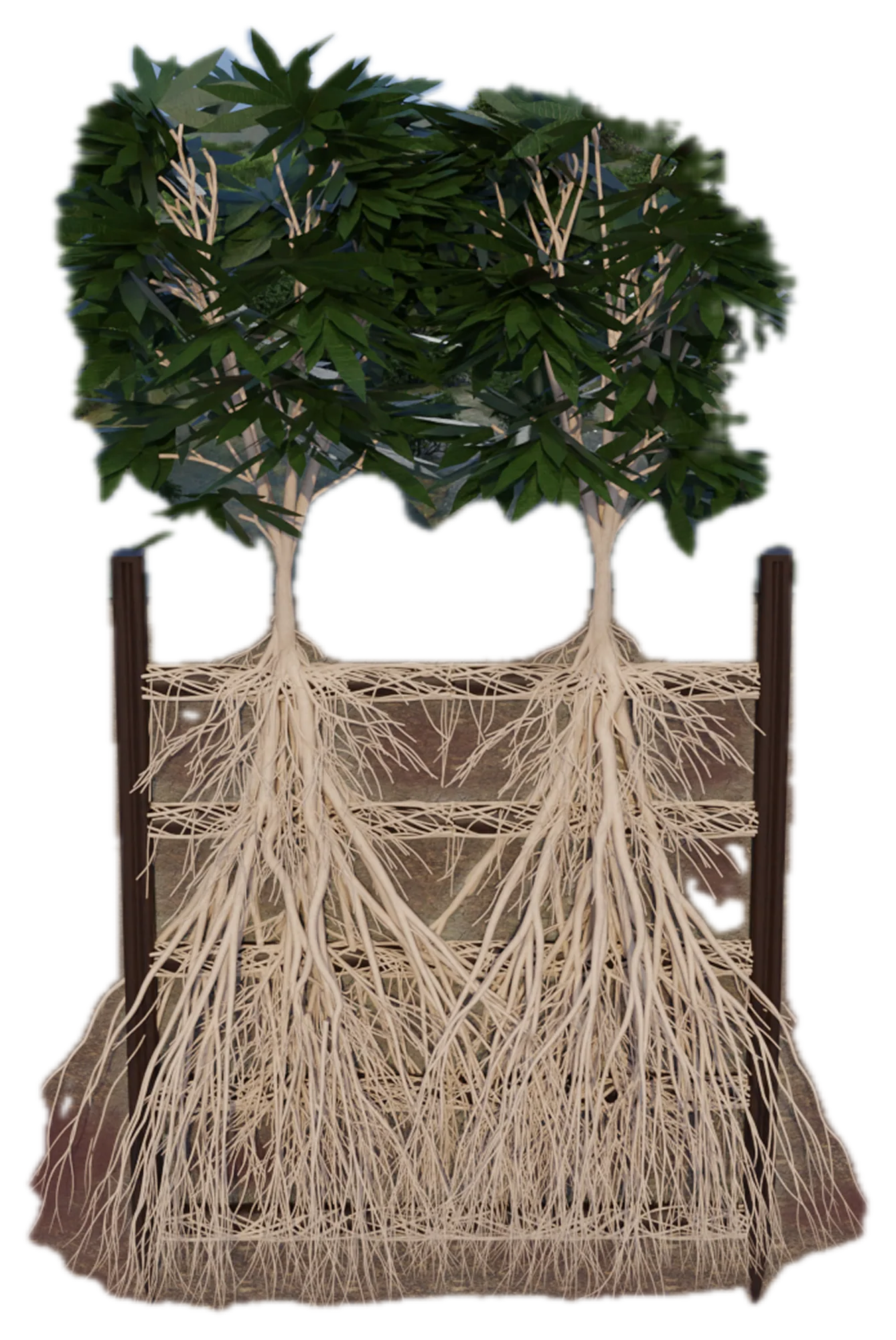 Roots